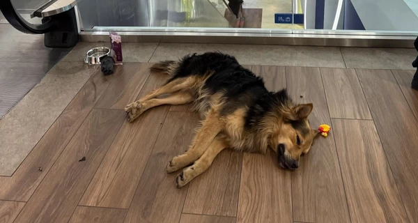 Київському псу-мандрівнику загрожує повернення на вулицю