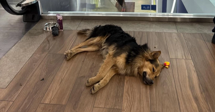 Киевскому псу-путешественнику грозит возвращение на улицу