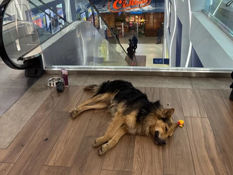 Київському псу-мандрівнику загрожує повернення на вулицю