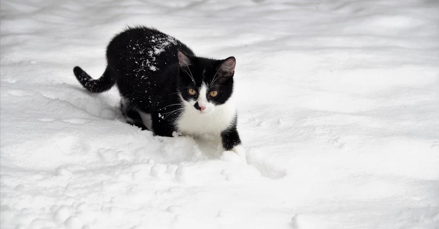29 января - какой праздник, что сегодня нельзя делать, традиции и приметы, все об этом дне