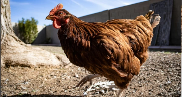 Курка в оренду та передплата на яйця: як киянин створив стартап з лакшері-житлом для курей-несучок