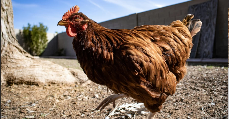 Курка в оренду та передплата на яйця: як киянин створив стартап з лакшері-житлом для курей-несучок
