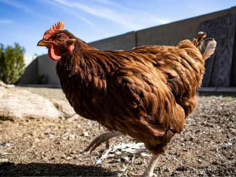 Курка в оренду та передплата на яйця: як киянин створив стартап з лакшері-житлом для курей-несучок