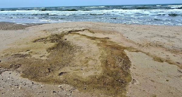 В Одесском заливе из-за разлива масла погибли более 1000 птиц