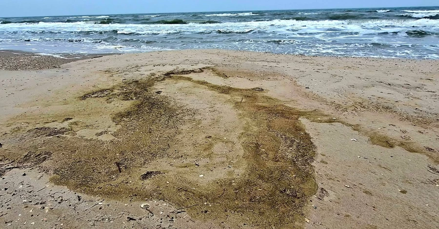 В Одеській затоці через розлив олії загинуло понад 1000 птахів