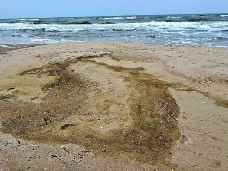 В Одесском заливе из-за разлива масла погибли более 1000 птиц