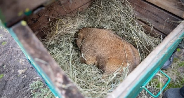Харьковский сурок Тимко 
