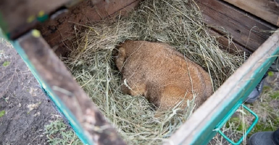 Харківський бабак Тимко 