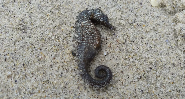 Ученые объяснили, почему на побережье Одессы массово выбросило краснокнижных морских коньков