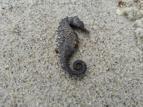 Науковці пояснили, чому на узбережжя Одеси масово викинулися червонокнижні морські коники
