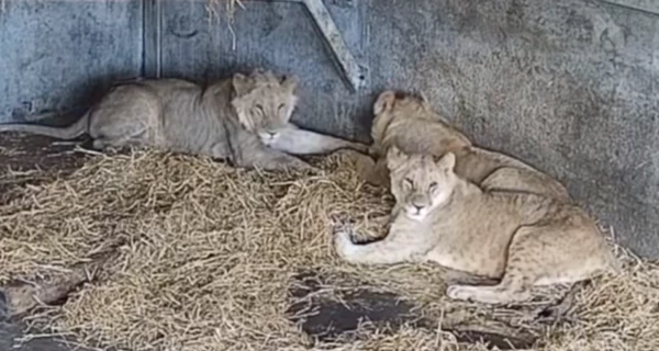 Зоозащитники показали, как украинские львы обосновались в Англии