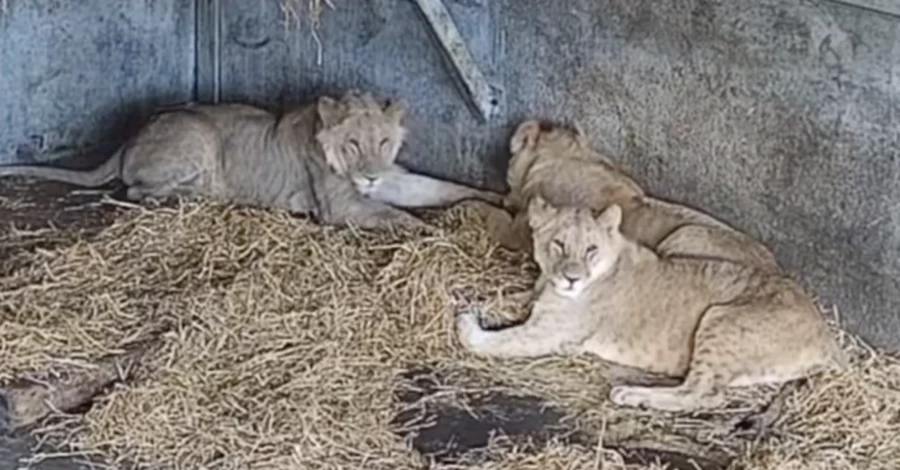 Зоозахисники показали, як українські леви облаштувалися в Англії