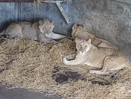 Зоозахисники показали, як українські леви облаштувалися в Англії