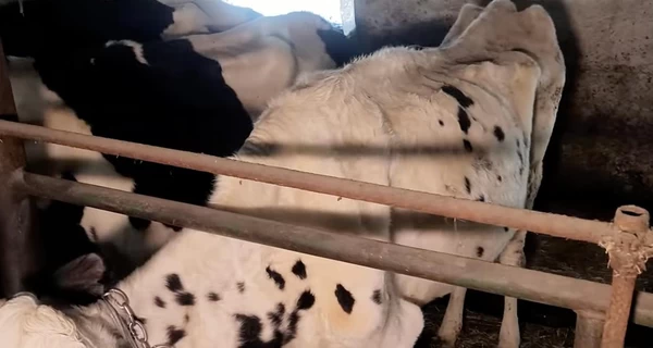 Рейдеры продолжают издеваться над животными на ГП 