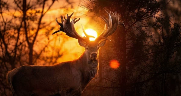 В Киевской области браконьер убил оленя из Книги рекордов Украины