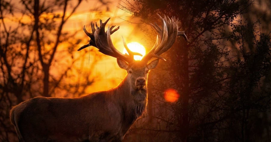 В Киевской области браконьер убил оленя из Книги рекордов Украины