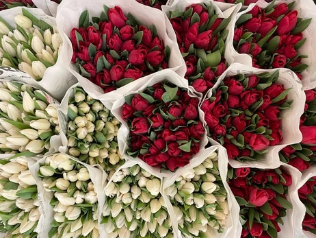 Тюльпани до свят будуть 