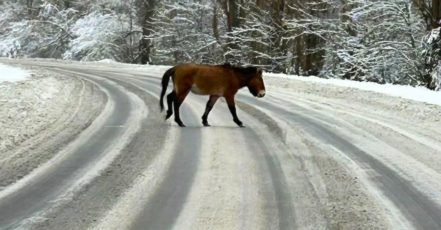 Ученые показали редкого коня, пересекавшего дорогу на Чернобыльщине