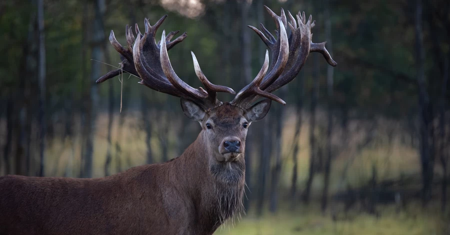 Власник застреленого оленя-чемпіона Руні: Це було замовне вбивство
