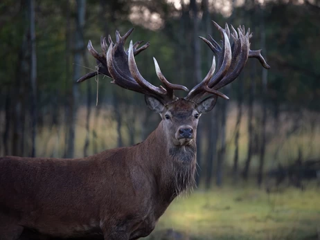 Власник застреленого оленя-чемпіона Руні: Це було замовне вбивство