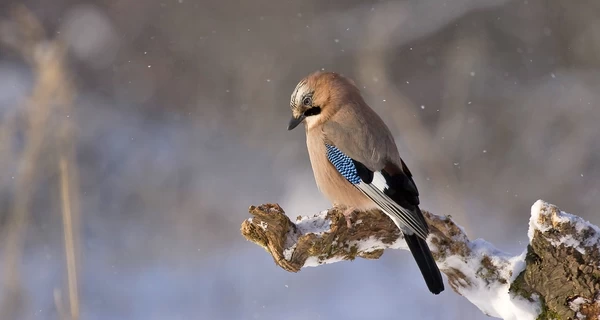 15 февраля - какой сегодня церковный праздник, что нельзя делать, традиции, приметы и все об этом дне