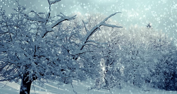 Украину накроют снегопады и морозы: какой будет погода 15 февраля