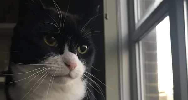 В Великобритании умер кот Палмерстон, который работал в МИД