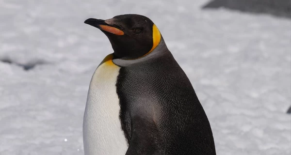 Полярники встретили редкого королевского пингвина возле 