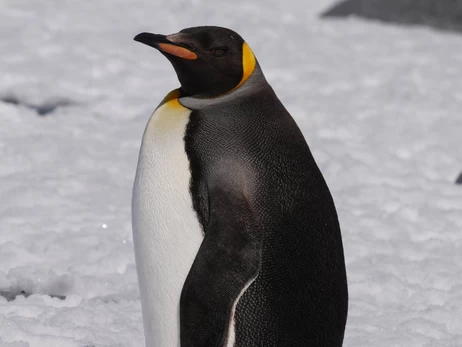 Полярники встретили редкого королевского пингвина возле 