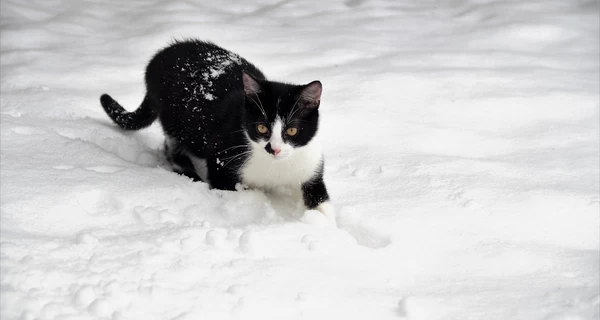 17 февраля - какой сегодня праздник, что сегодня нельзя делать, традиции и приметы, все об этом дне