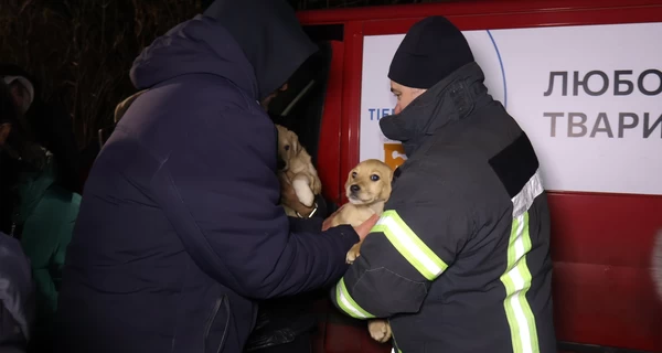 В Кропивницком снова спасали животных, переживших подрыв Каховской ГЭС