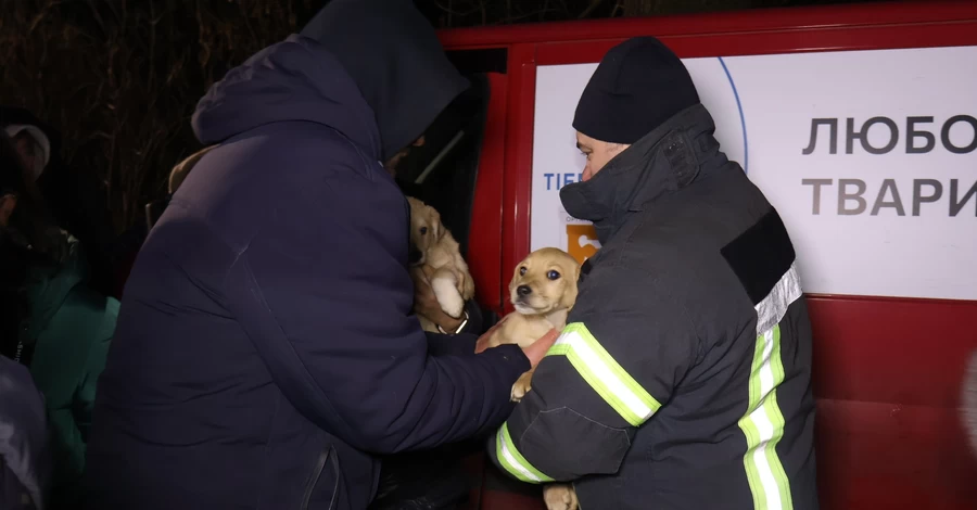 У Кропивницькому знову рятували тварин, які пережили підрив Каховської ГЕС