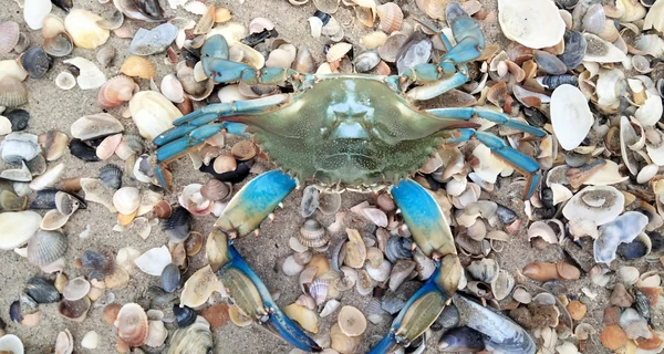 Красивый, вкусный и опасный: что известно о новом обитателе Черного моря – голубом крабе