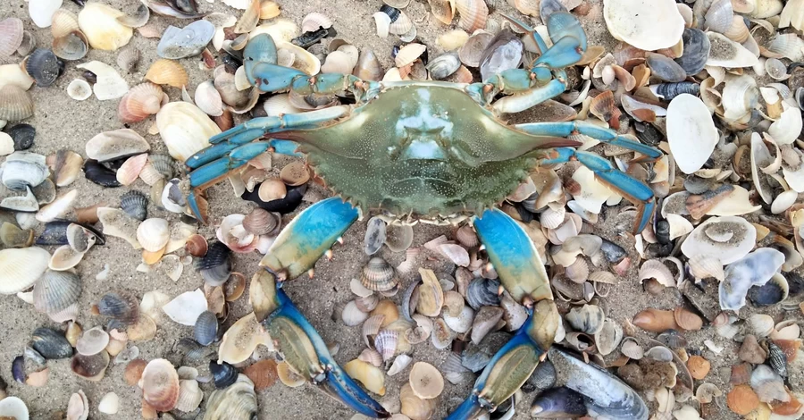 Красивый, вкусный и опасный: что известно о новом обитателе Черного моря – голубом крабе