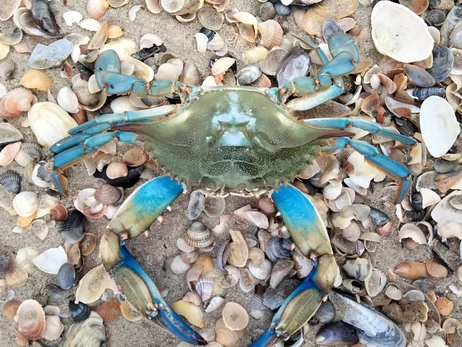 Гарний, смачний і небезпечний: що відомо про нового мешканця Чорного моря – блакитного краба