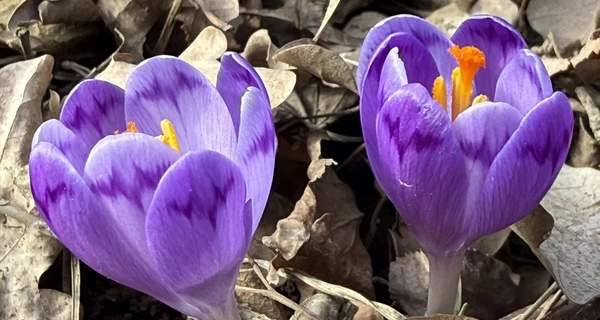 На Закарпатье начали расцветать краснокнижные шафраны 