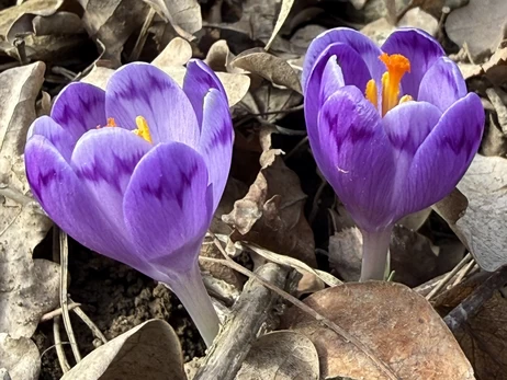 На Закарпатті почали розцвітати червонокнижні шафрани 