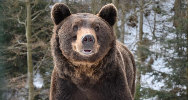 Весна вже близько: у парку «Синевир» прокинулися ведмеді, а в Україну летять лелеки