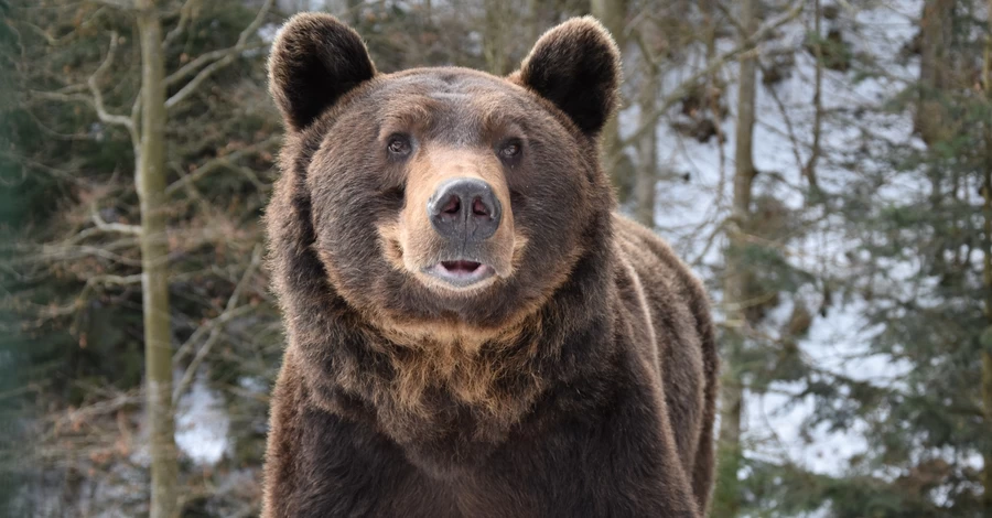 Весна вже близько: у парку «Синевир» прокинулися ведмеді, а в Україну летять лелеки