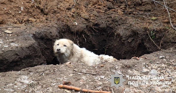 Волонтеры эвакуировали алабая, которого владельцы оставили под обстрелами в Дружковке