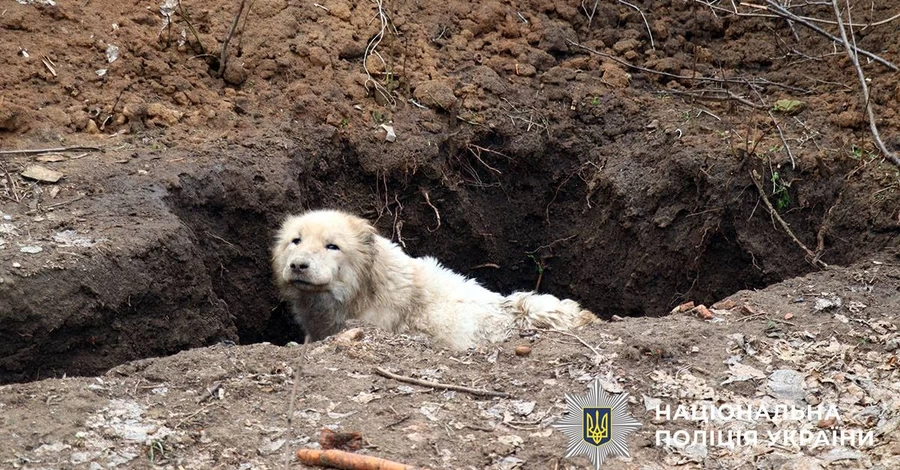 Волонтери евакуювали алабая, якого власники покинули під обстрілами у Дружківці