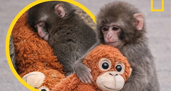 Кинута мамою мавпочка з Японії, історія якої торкнулася мільйонів людей, знайшла друзів