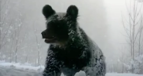 В Карпатах фотоловушки сняли медведицу с детенышами, гуляющими по заснеженному лесу