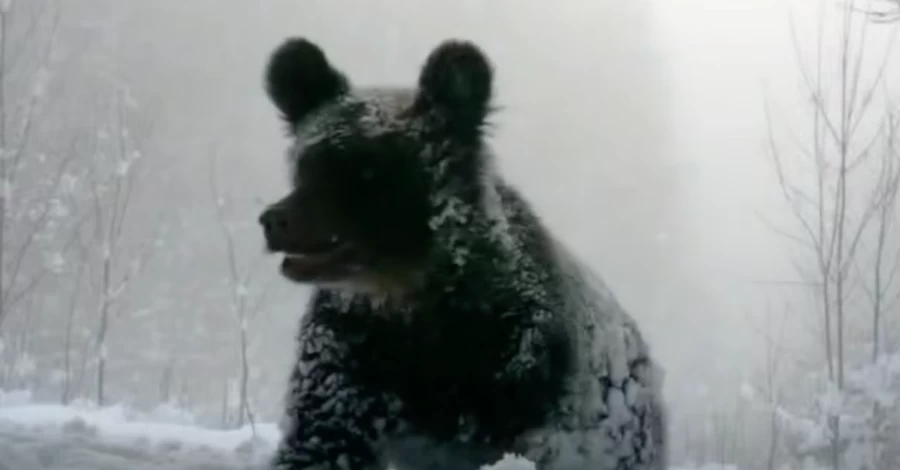 В Карпатах фотоловушки сняли медведицу с детенышами, гуляющими по заснеженному лесу