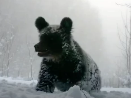 У Карпатах у фотопастку потрапила ведмедиця з дитинчатами