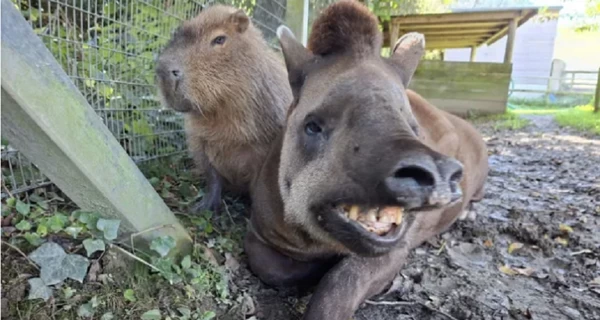 В Ньюквейском зоопарке тапира и капибара усыпили в один день, чтобы друзья не чувствовали себя одинокими