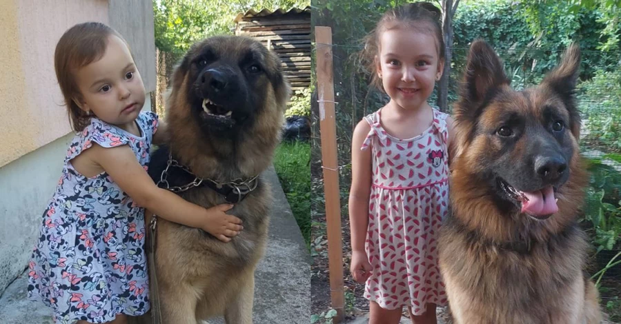 Собака-герой із Миколаєва: вівчарка врятувала господарів під час прильоту «Іскандера»