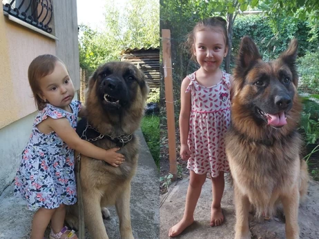 Собака-герой из Николаева: овчарка спасла хозяев во время прилета «Искандера»