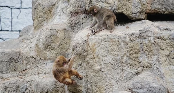 Обезьянка Панч играет со своими друзьями - сотрудиники зоопарка показали новое видео