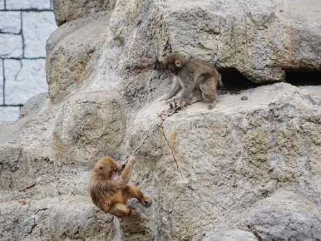 Мавпеня Панч бавиться зі своїми друзями - працівники зоопарку показали нове відео